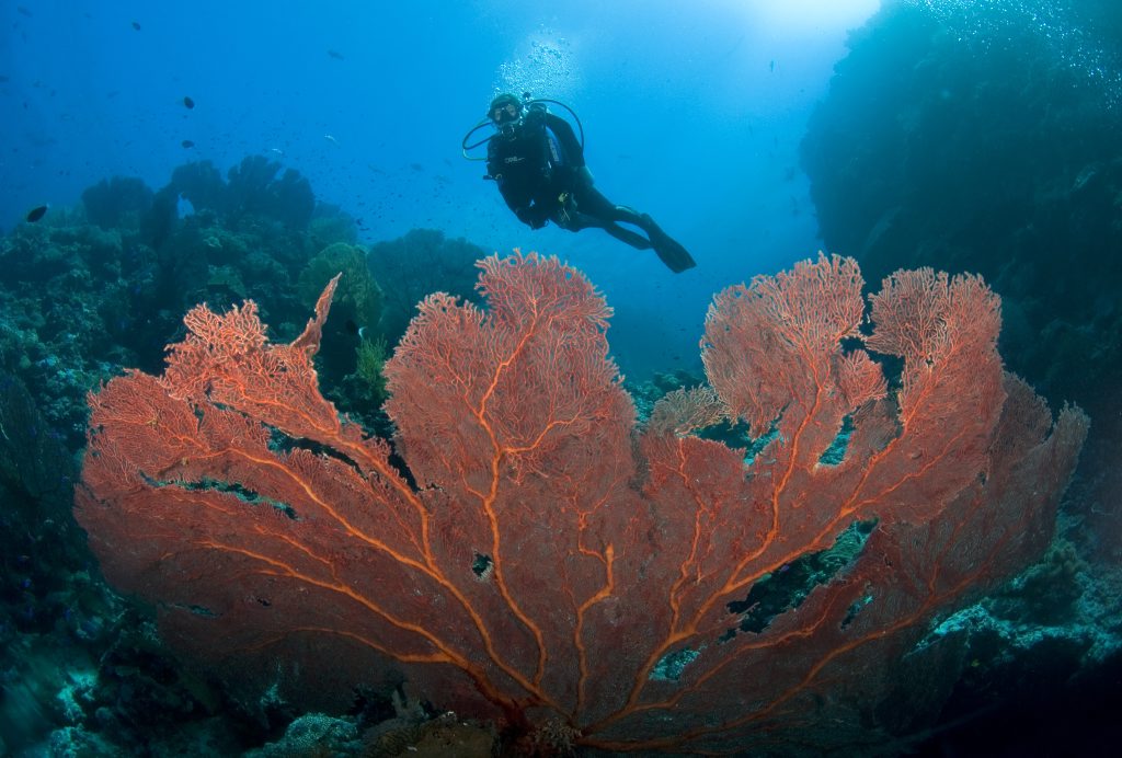 More than 200 divers will take part in the world record attempt today. More than 200 divers will take part in the world record attempt today.